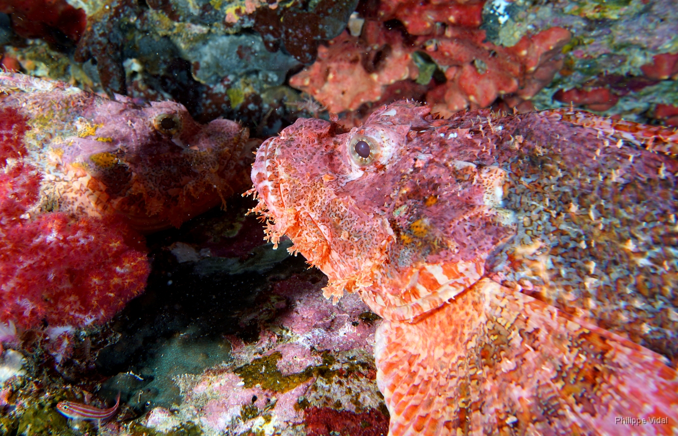 Birmanie - Mergui - 2018 - DSC02761 - Tasseled scorpionfish - Poisson scorpion a houpe - Scorpaenopsis oxycephala.jpg